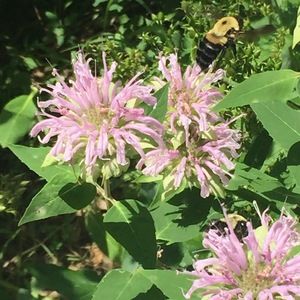 Meet your Posher, Charles